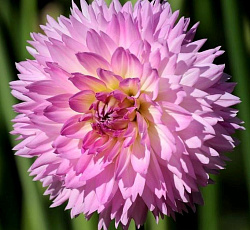 Георгина (декоративная) - Сакура Фубуки