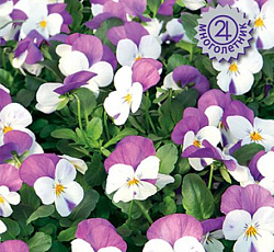 Фиалка рогатая Эдмаер Вайт Пинк Винг