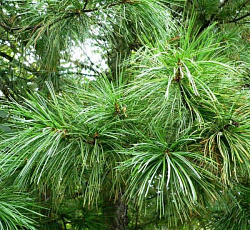 Кедр корейский Суланж