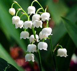 Ландыш - Майский