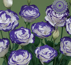 Эустома крупноцветковая ЭйБиСи Блю Рим