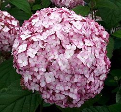 Гортензия (древовидная) - Кандибел Баблгам (Люкс)