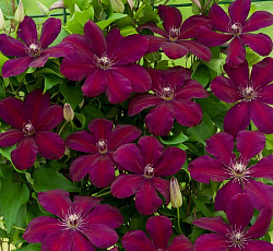 Клематис (крупноцветковый) - Мазовше