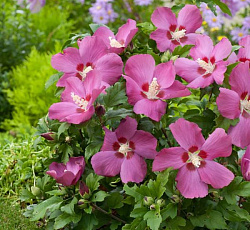 Гибискус (сирийский) - Вудбридж (Люкс)