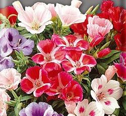 Годеция Монарх