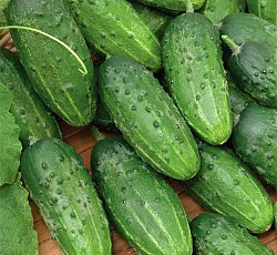 Огурец Монастырский