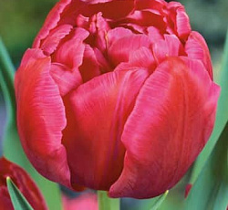 Тюльпан (Махровый ранний) - Маргарита