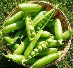 Горох Адагумский