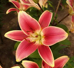 Лилия (ОА-гибрид) - Элегант Краун