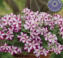 Петуния ампельная Изи Вейв Бургунди Стар F1