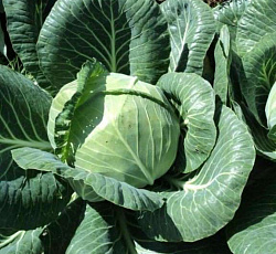 Капуста белокочанная Ринда F1