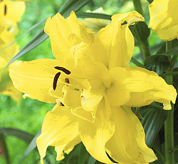 Лилия (восточная махровая) - Фифти Фифти