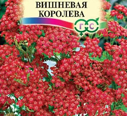 Тысячелистник Вишневая королева