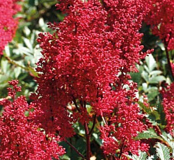 Астильба (арендса) - Этна