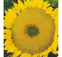 Подсолнечник Казачий