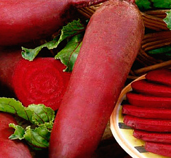 Свекла Сударыня