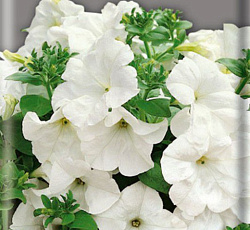 Петуния Белый шар