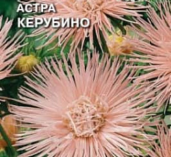 Астра Керубино (игольчатая)