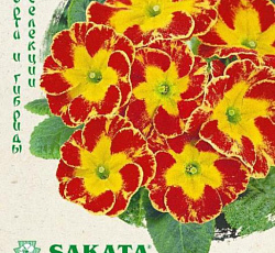 Примула Данова огненная F1