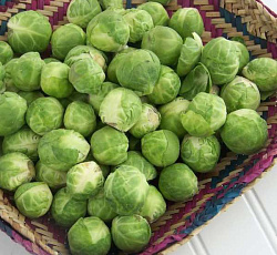 Капуста брюссельская Геркулес