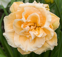 Лилейник (гибридный) - Силоам Дабл Саксесс (Люкс)