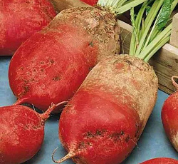 Свекла кормовая Эккендорфская красная