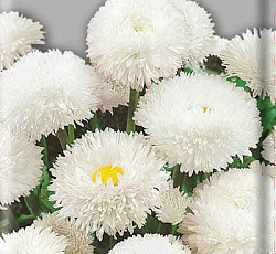 Маргаритка Белый шар