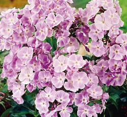 Флокс (метельчатый) - Мисс Келли