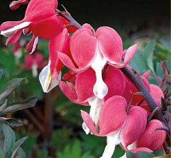 Дицентра (великолепная) - Валентина (Люкс)