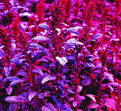 Амарант Вишневый бархат