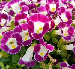 Торения Мармелад Малиновый