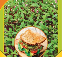 Микрозелень Мангольд микс