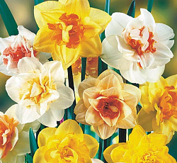 Нарцисс (Махровый) - Смесь окрасок