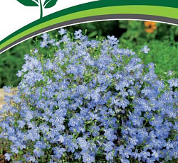 Лобелия каскадная Ривьера Скай Блю