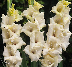 Гладиолус (бамбино) - Ривендейл (Патио)