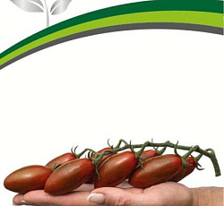 Томат Мистика F1