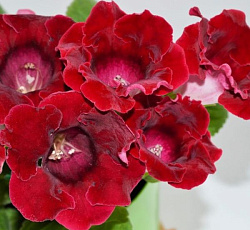 Глоксиния Аванти Винно-красная F1