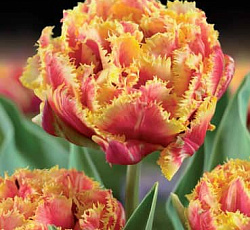 Тюльпан (Бахромчатый) - Голд Даст
