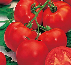 Томат Волгоградский 5/95