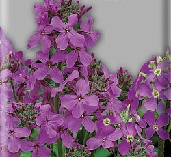 Вечерница матроны Малиновая