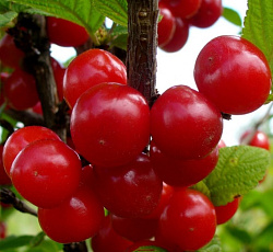 Вишня (войлочная) - Томентоза