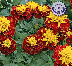 Бархатцы отклоненные Пронто Спрай