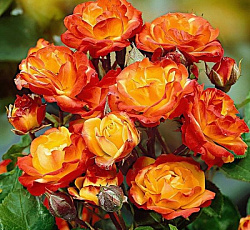 Роза (плетистая) - Клайминг Румба