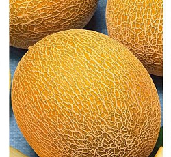 Дыня Алтайская
