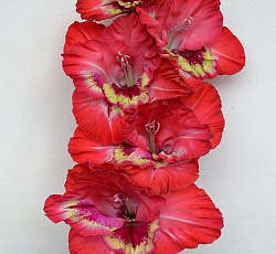 Гладиолус (крупноцветковый) - Фортуна