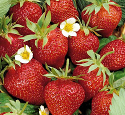 Клубника (земляника) садовая Вима Кимберли