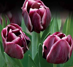 Тюльпан (Триумф) - Александр Пушкин