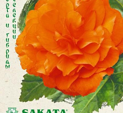 Бегония клубневая Фортуна Оранж F1