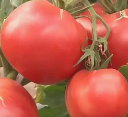 Томат Первоклашка
