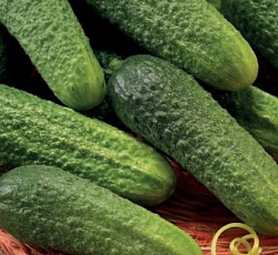 Огурец Соли сам F1